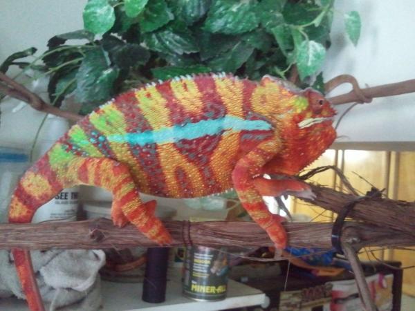 'HIT-MAN'...for sale