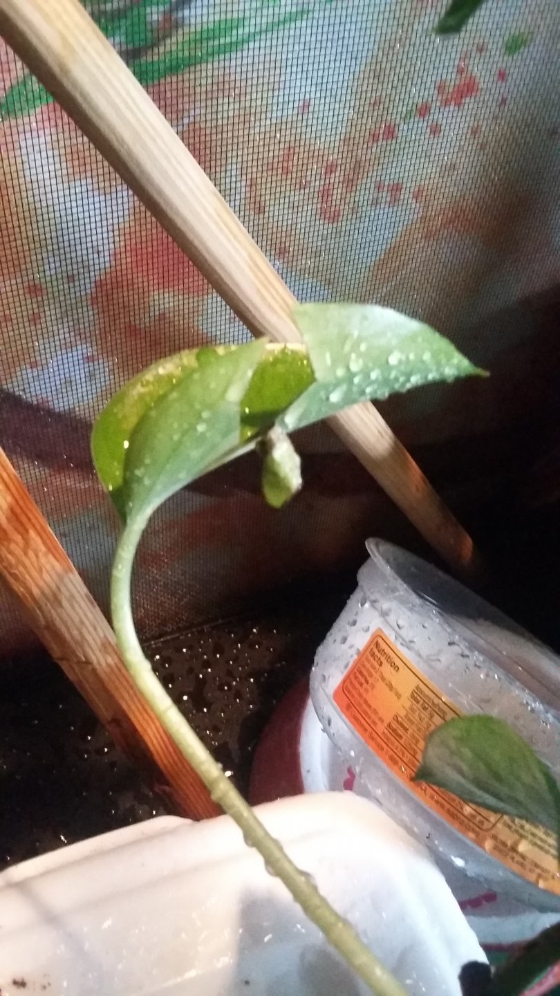 hmm how does Pothos taste?