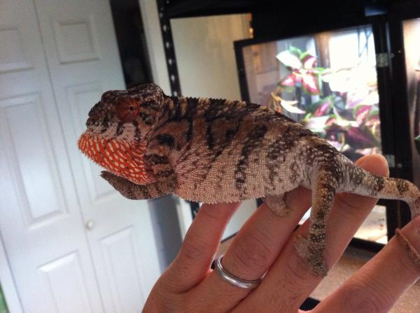 holdback female.  almost 6 months old