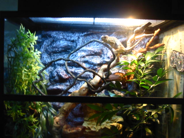 home for the female with black diamond