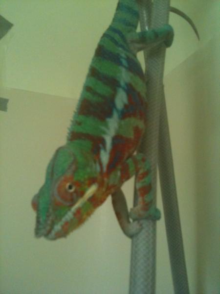 HOMIE IN SHOWER