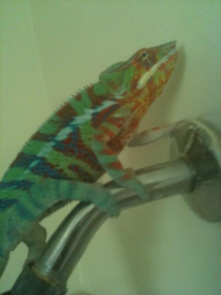 HOMIE ON SHOWER HEAD LOL