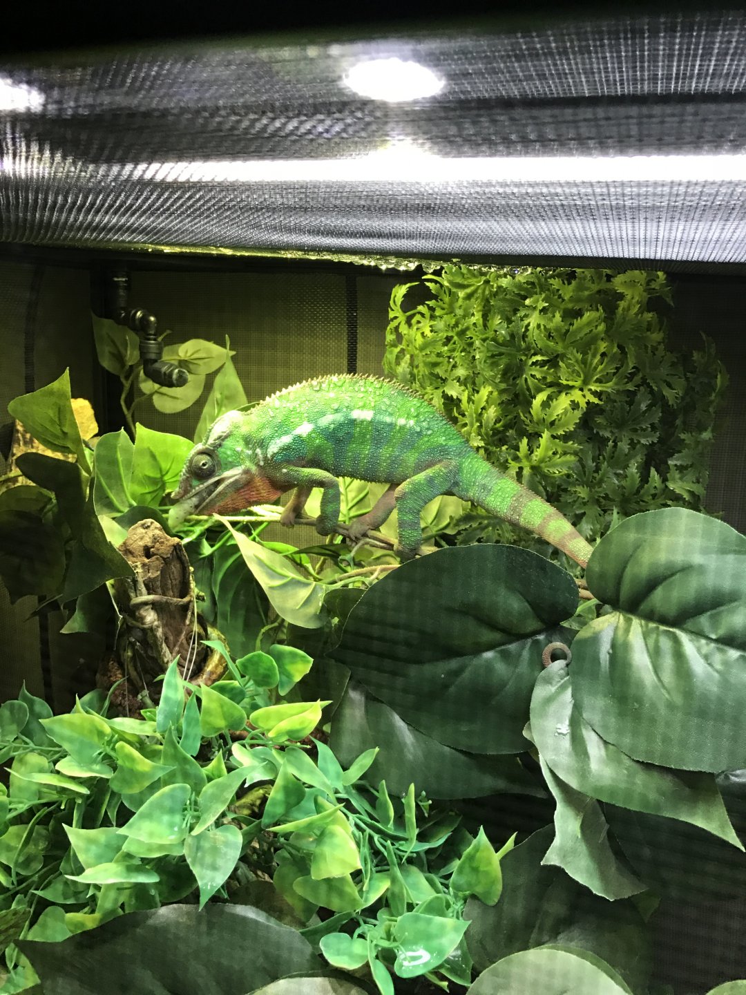 Hornworm for Breakfast!