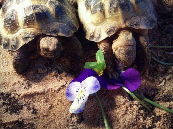 Horsfieldii - Maximus and Spartacus