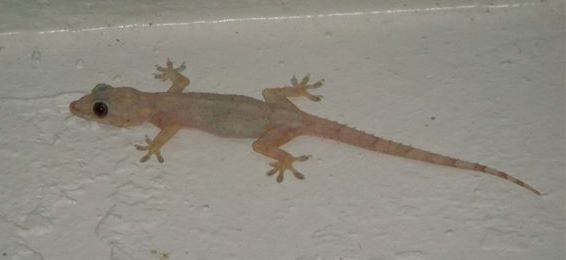 House Gecko