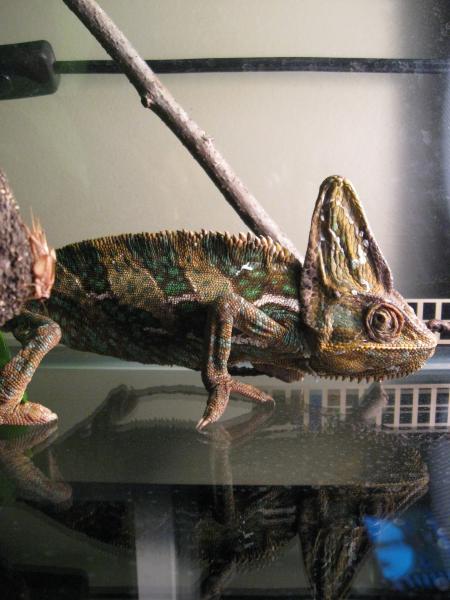 How he looked when I first brought him home!  Much improved today!