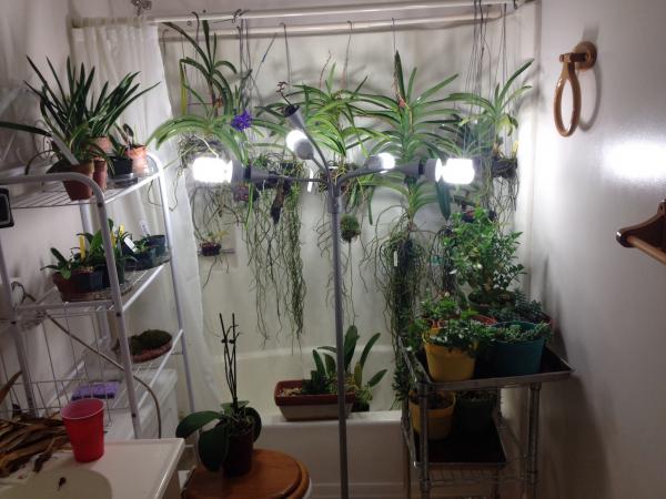 How I grow my orchids in the winter. 36 orchids total (not all are in this picture). 19 of them are in the vanda alliance. Also have succulents in the