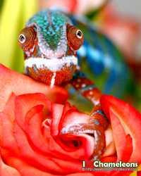 http://www.ilovechameleons.com
Free Downloads, Posters, Apparel, and More!