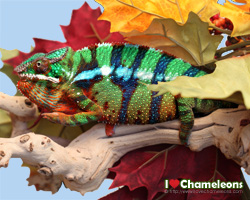 http://www.ilovechameleons.com
Free Downloads, Posters, Apparel, and More!