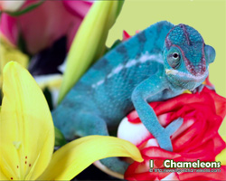 http://www.ilovechameleons.com
Free Downloads, Posters, Apparel, and More!