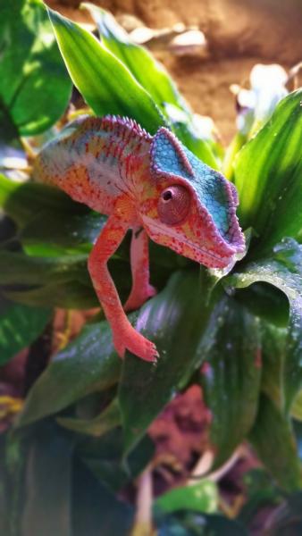 Hue chillin