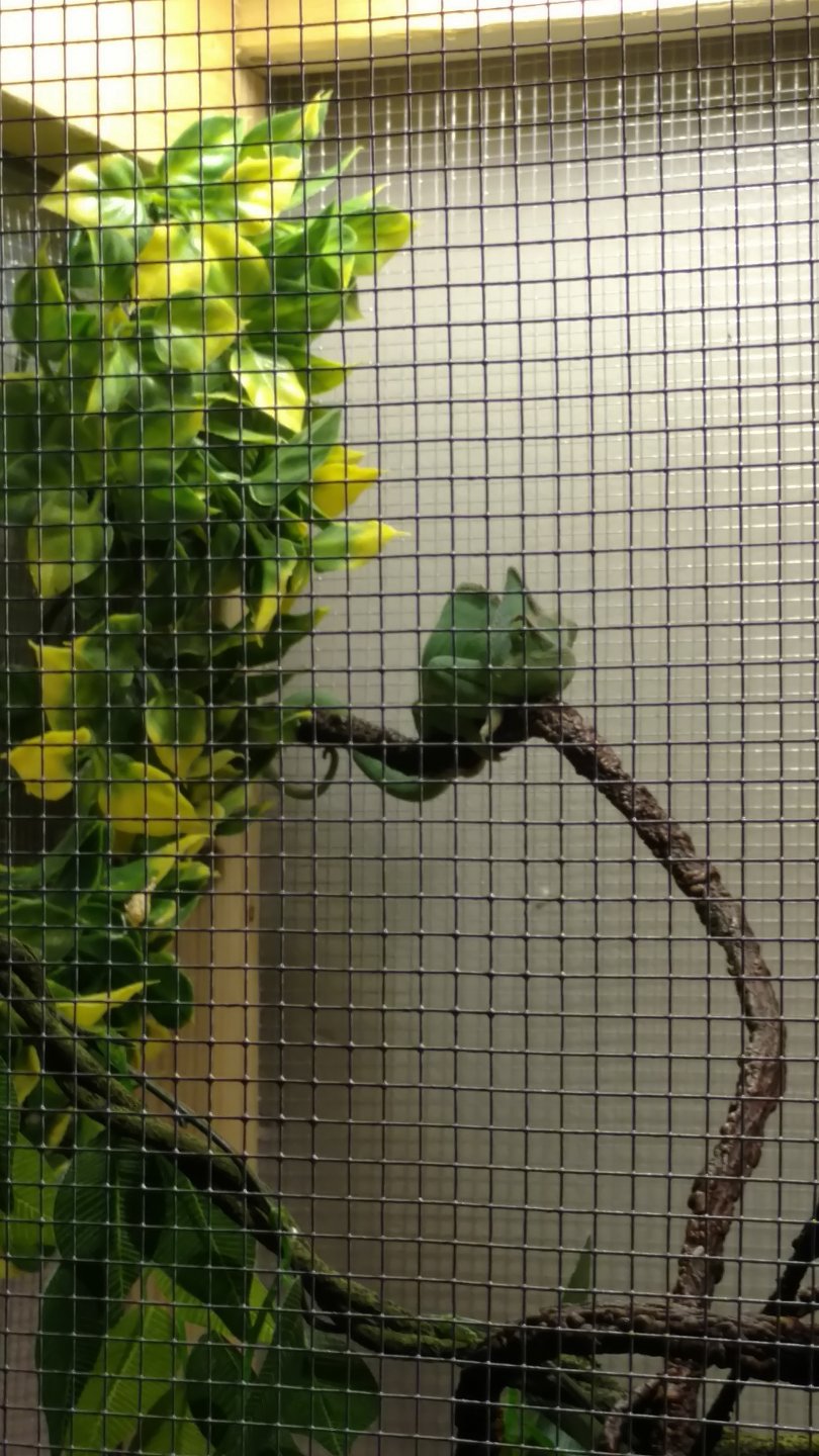 Hue chilling on a branch