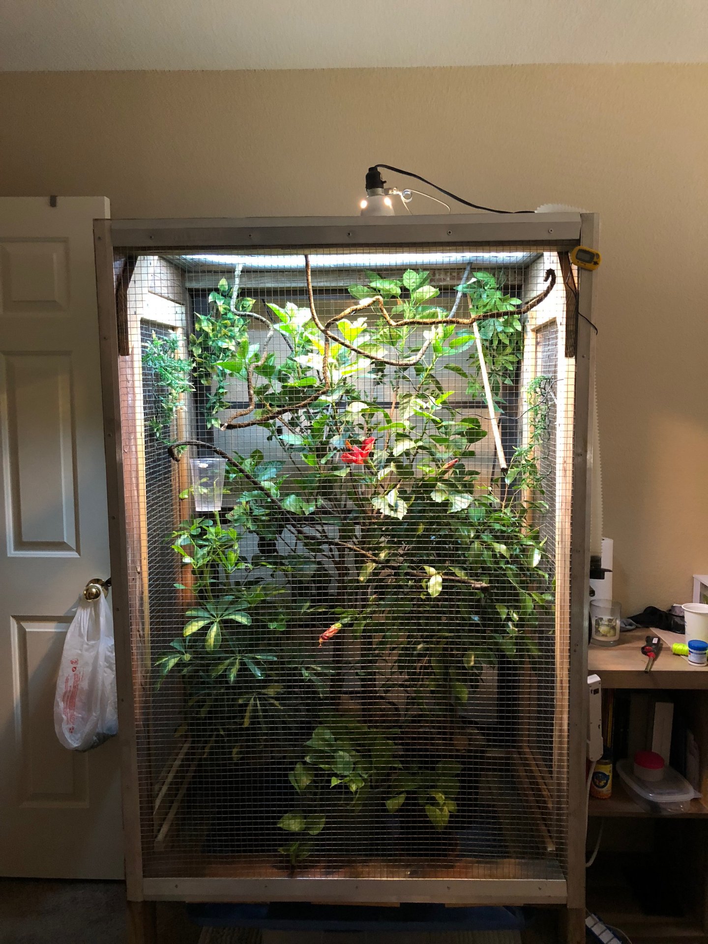 Huge cage | Chameleon Forums