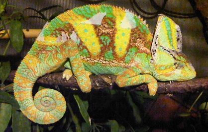 Hulk - 1 yr old Male Veiled Chameleon