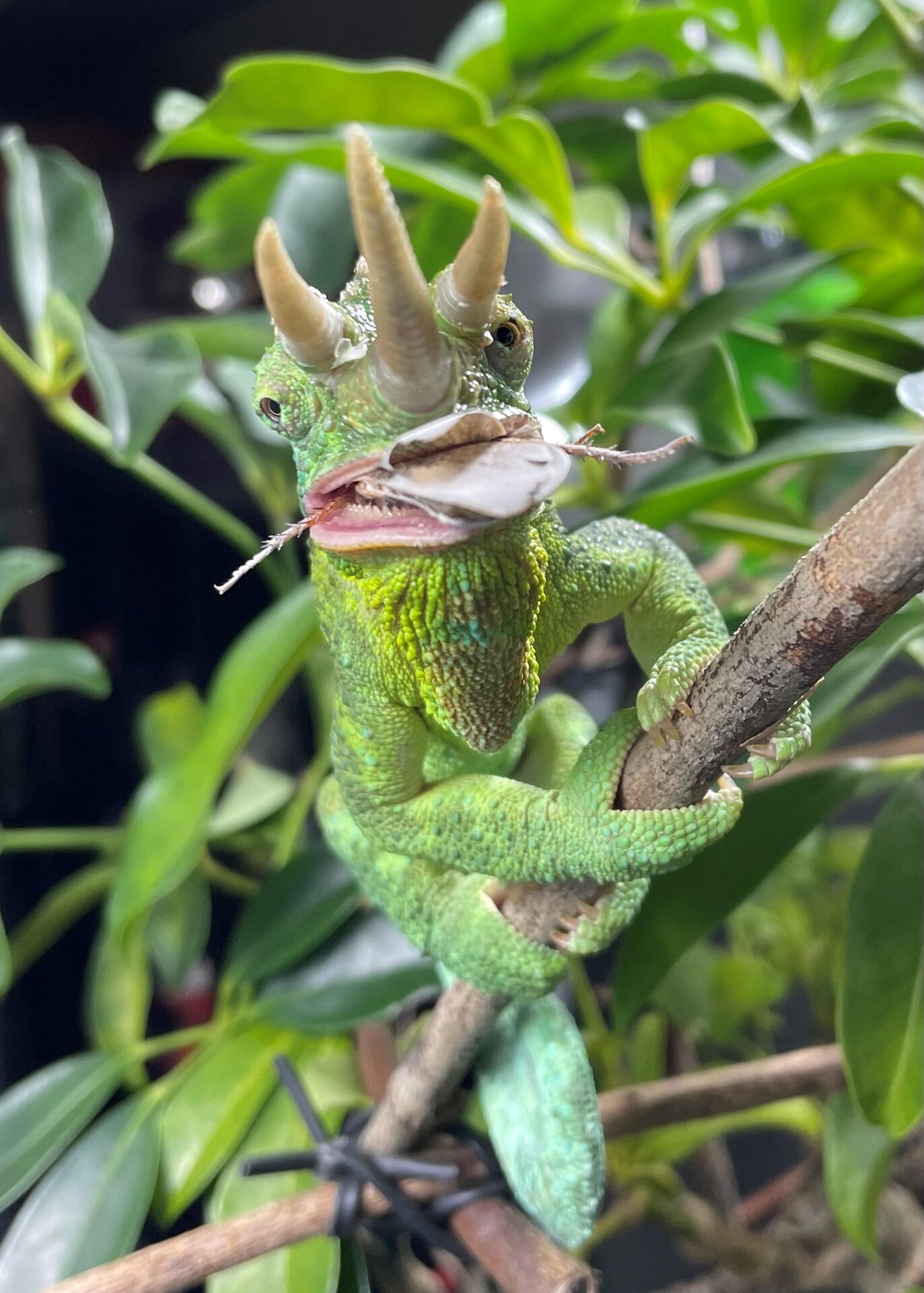I´m scary, I´m scary.....look at my teeth