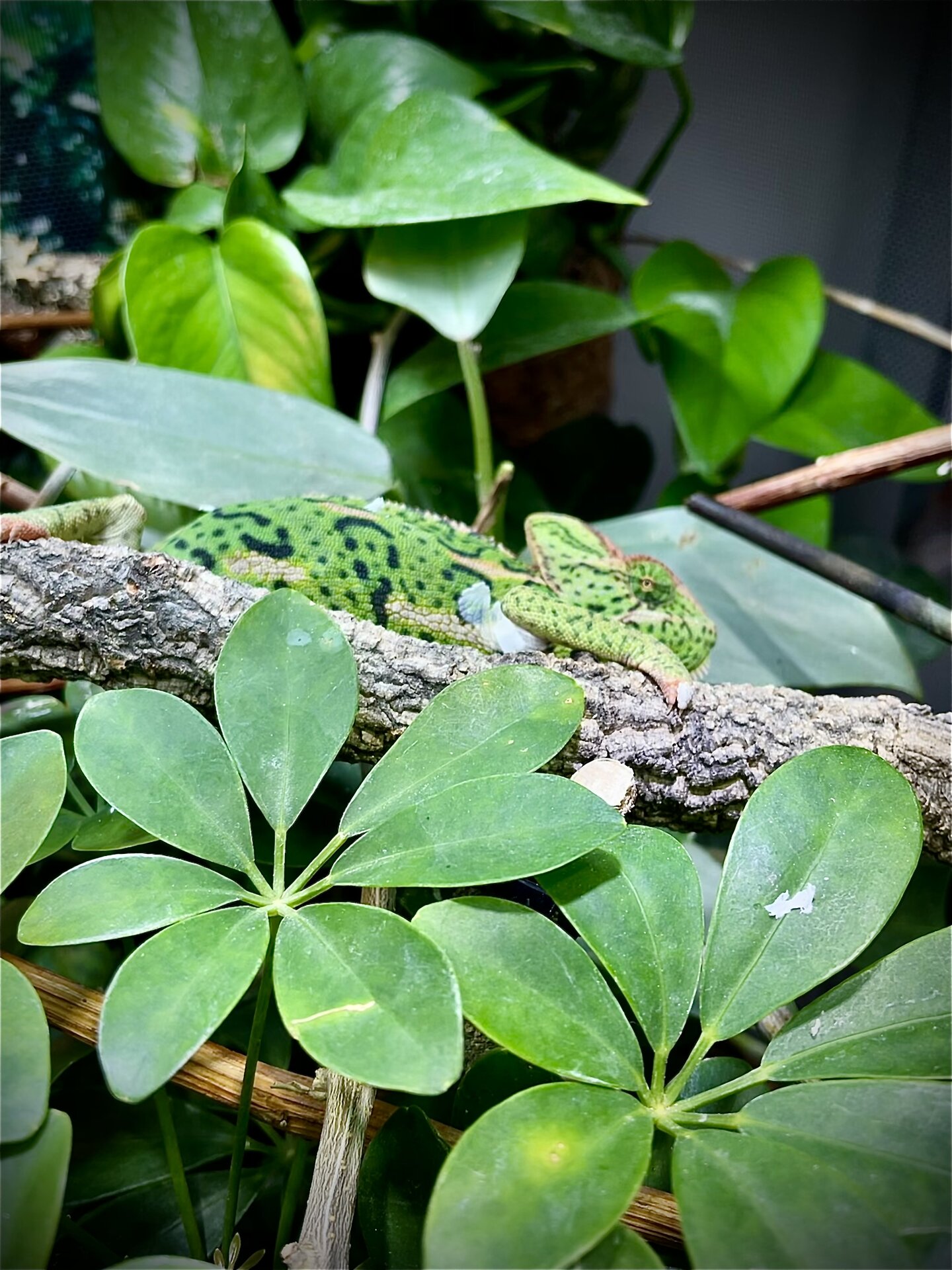 ~I’m just a leave, I’m just a Leave~