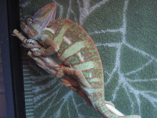 I am a chicken tender with eyes