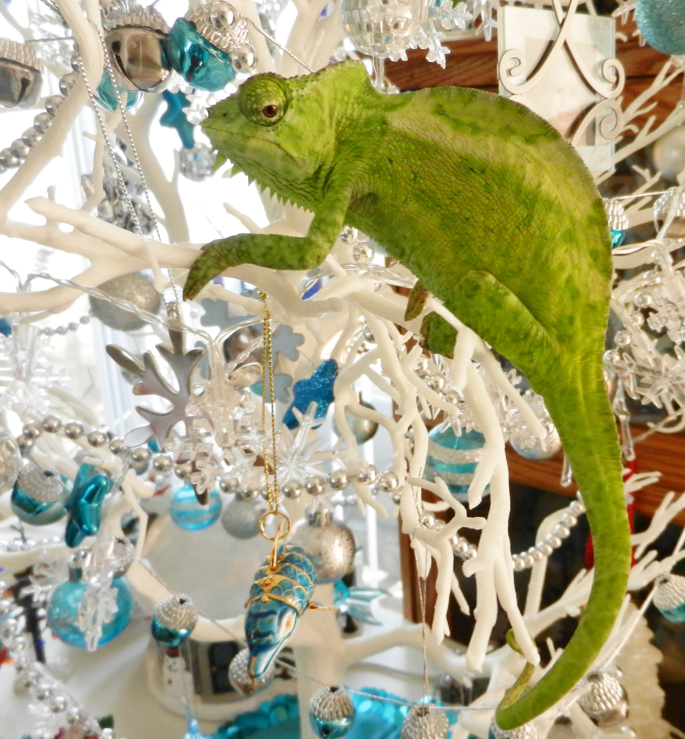 I Am One With The Tree, You Can't See Me.