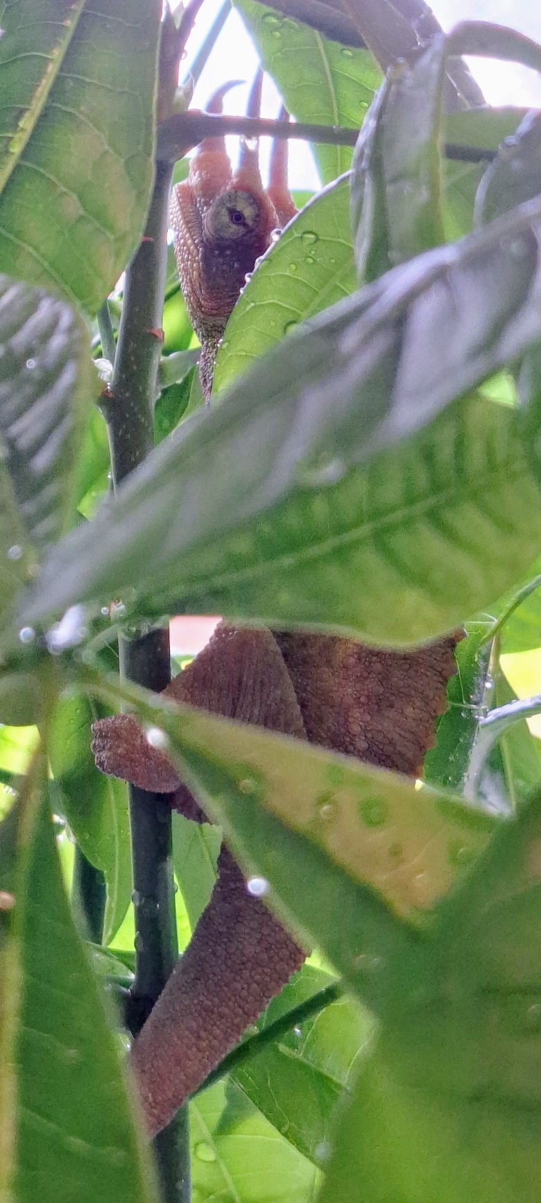 I C U