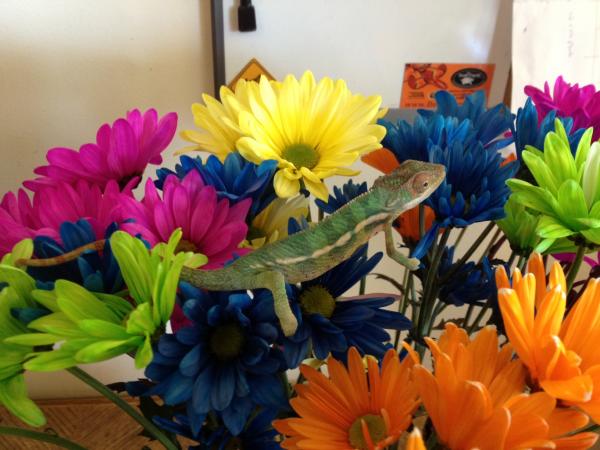 *I can haz FLOWERS!?!?!?*
Sniper at about 4.5 months 18.5 grams that day.