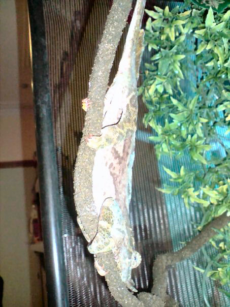 I Do More Than Green