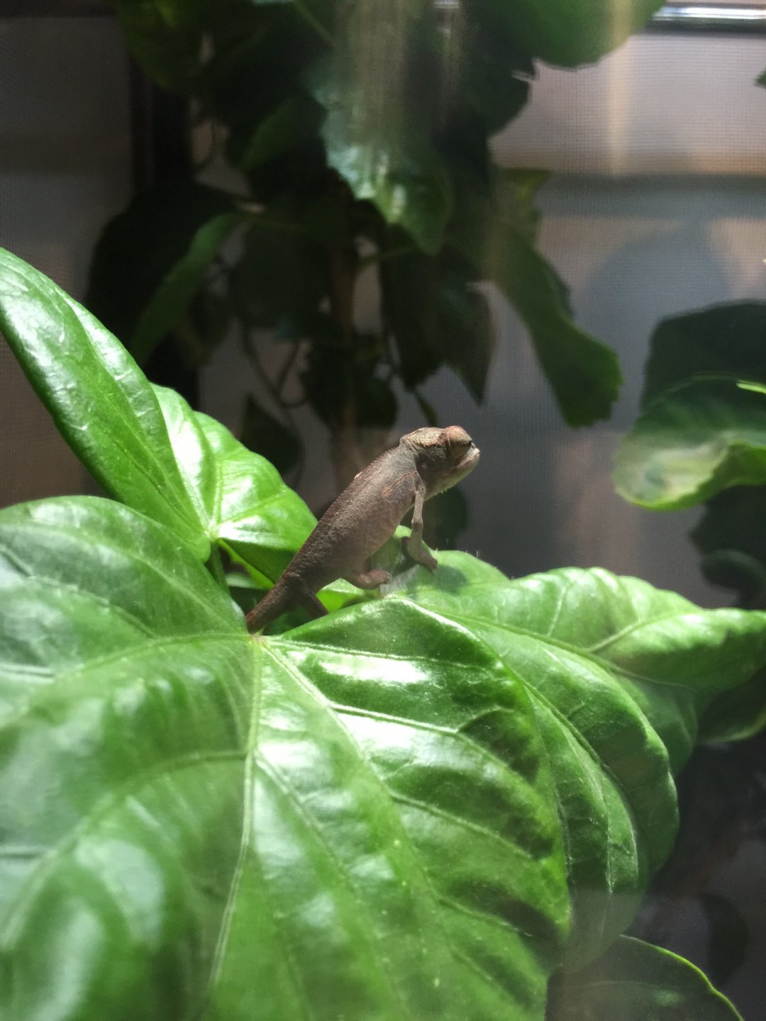 I got big leaves