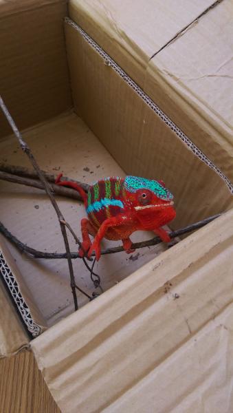 I got him from Bluespot Chameleons at the Saint Louis Reptile Show