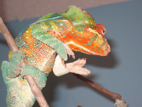 I just love his colors!