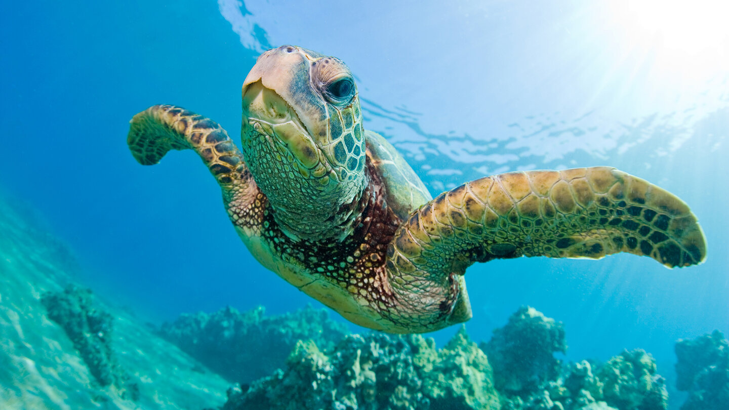 I like turtles