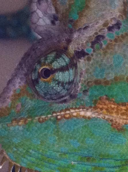 I love Rebels eyes.  09/28/13