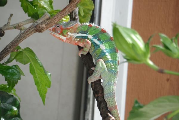 I love watching him on his Hibiscus tree.