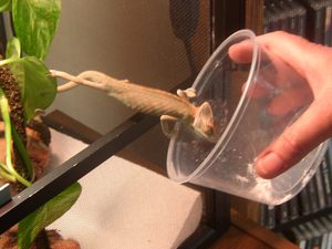 I refuse to chase crickets!