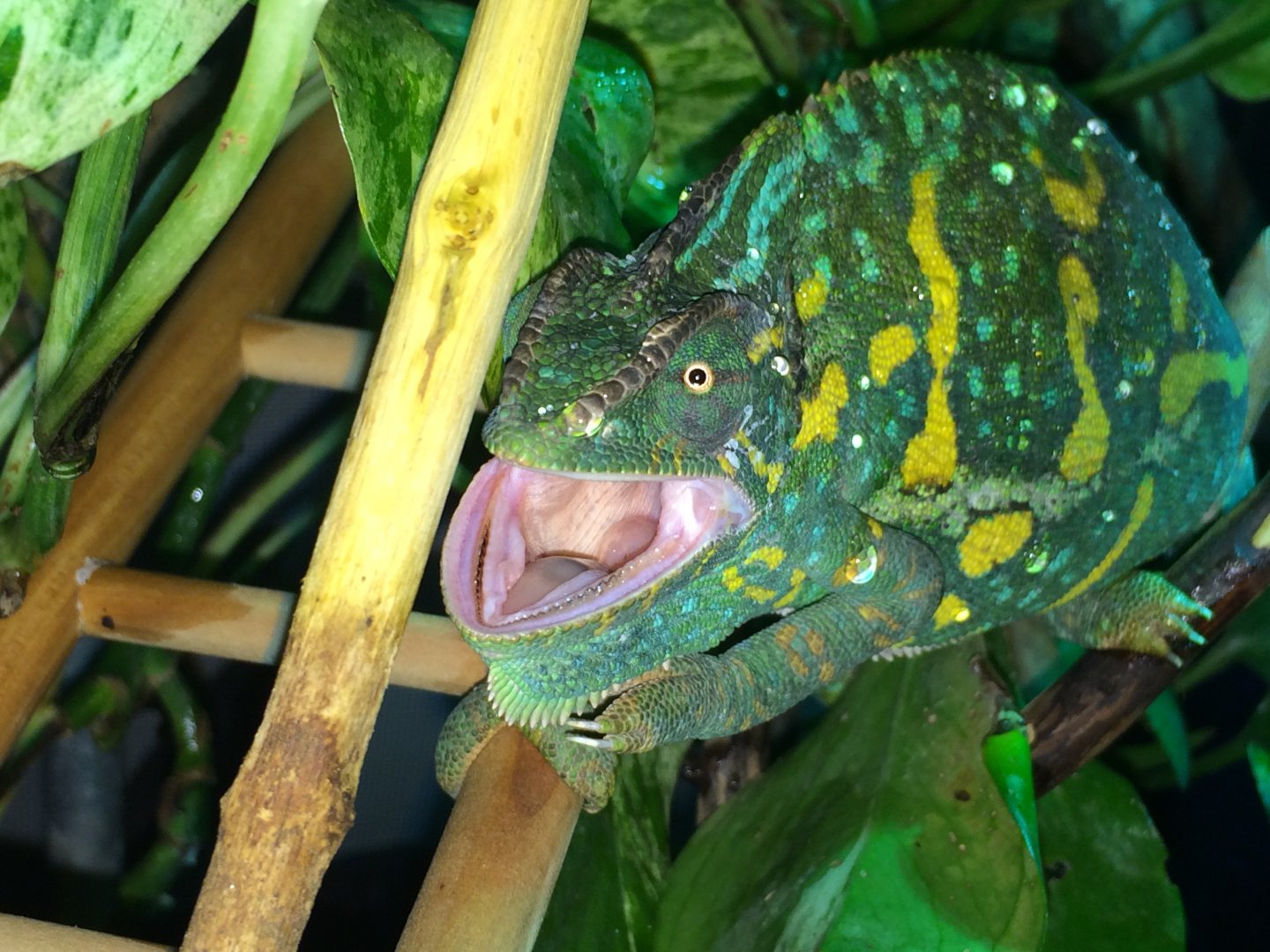 i say leave my alone!