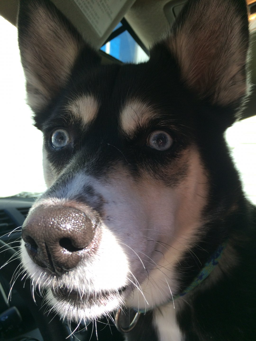 i see a squirrel