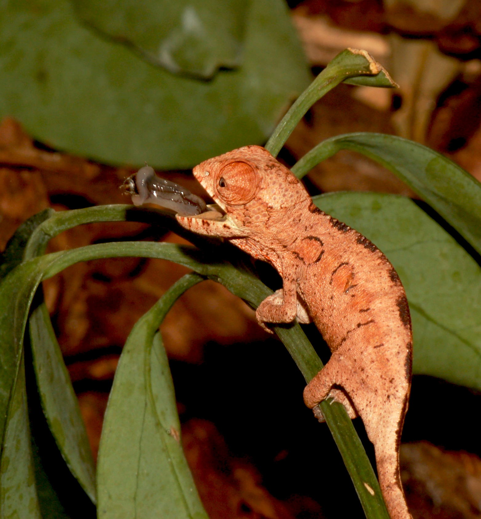 I Spy With My Little Eye...