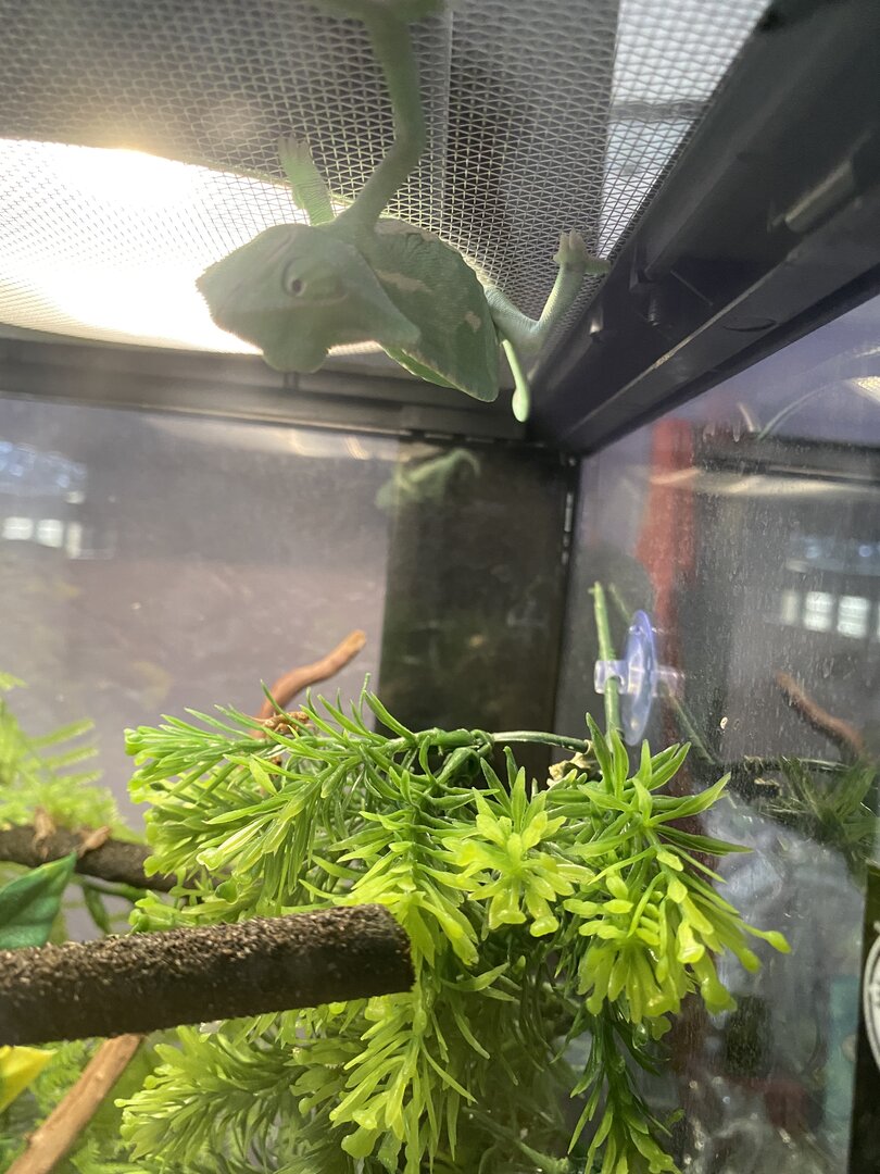 i think baby rango likes his home!