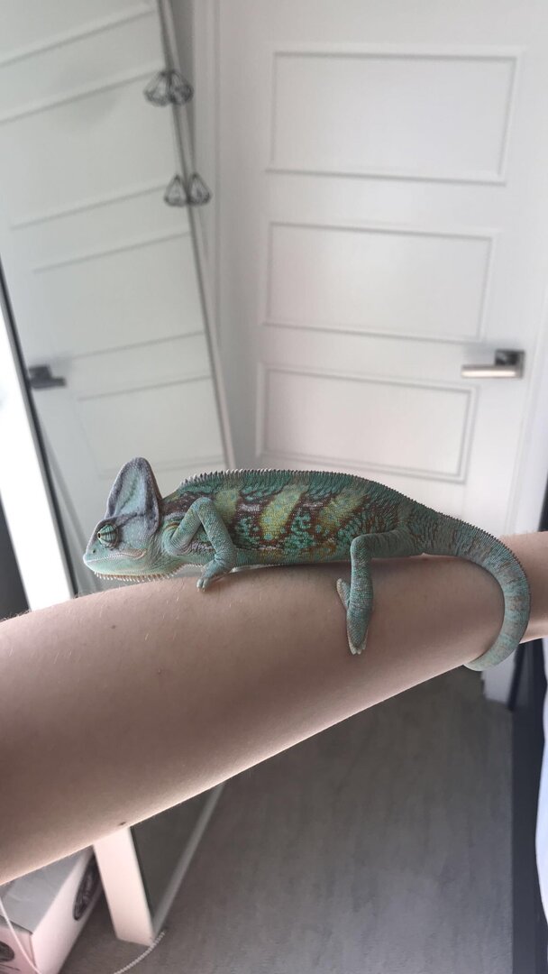 I think he likes me