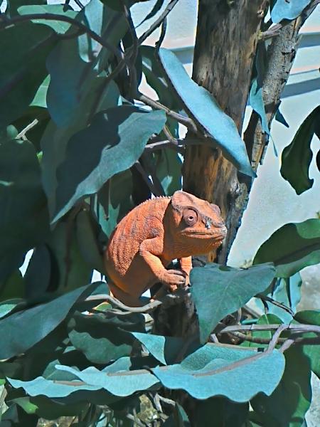 i think she's ready for another booty call....