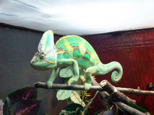 Icarus more peaceful