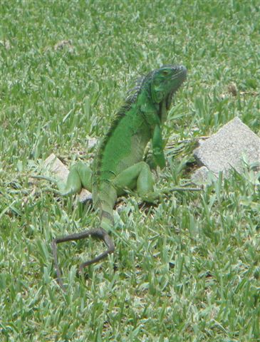 iguana w 2 tails