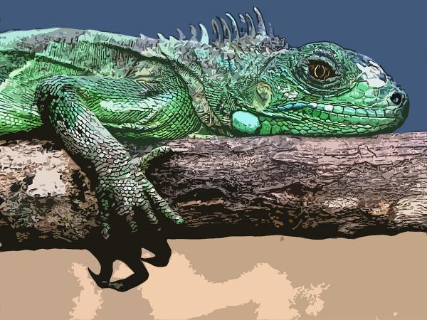 Iguana