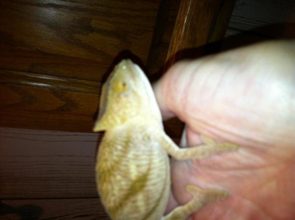 I'm a handsome devil!