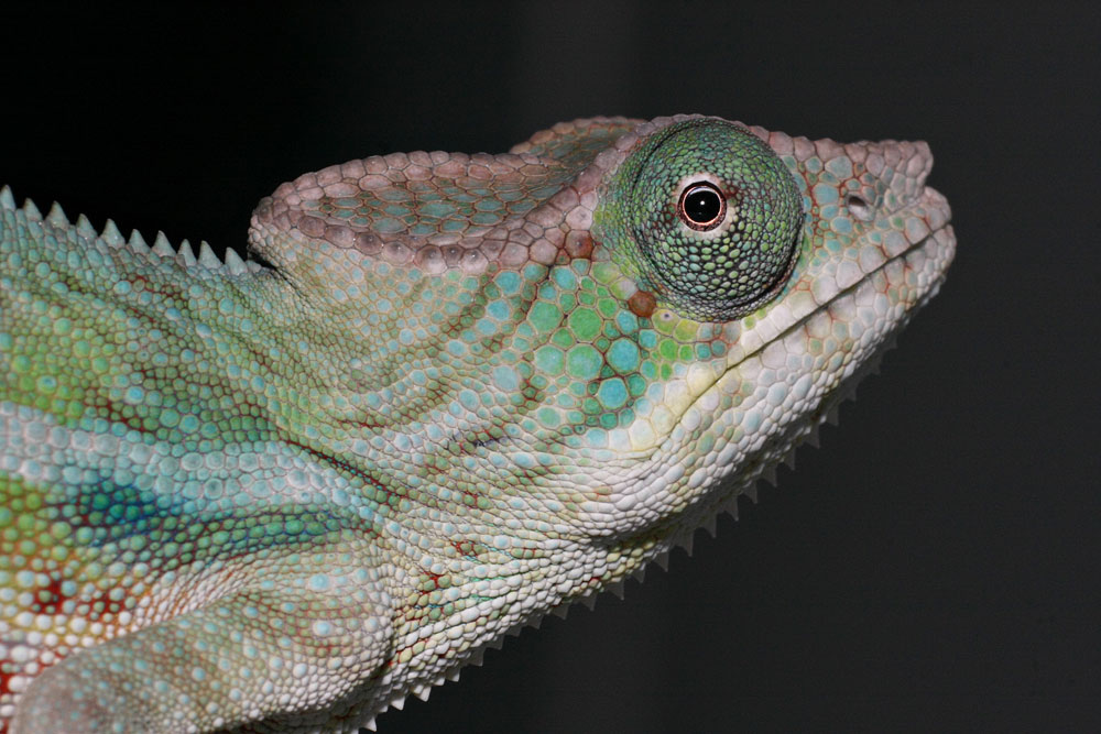 I'm Getting My Colors!!!