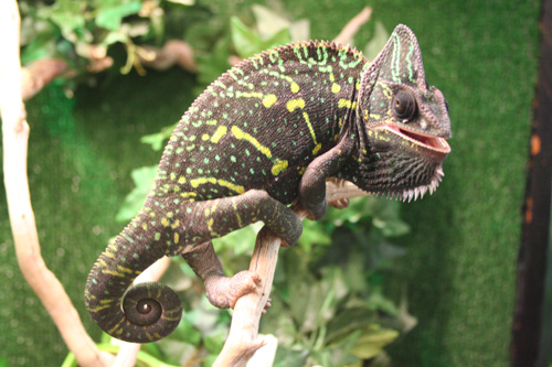 I'm gravid and not having it