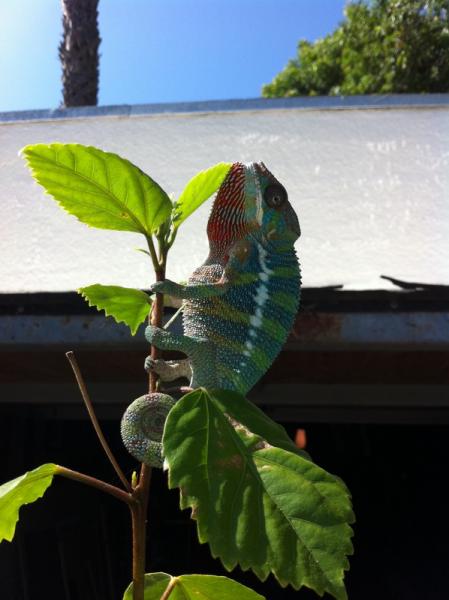 Im just another Leaf nothing to see here keep moving
