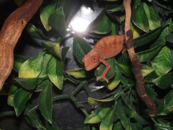I'm not sure of the sex of this one... very different colours to all the others! Any ideas on what sex this baby panther could be?