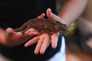 im soooo glad that day is over, pretty much the rest of the pictures she is dark dark brown, she was not yet comfterble in her new home (that was the