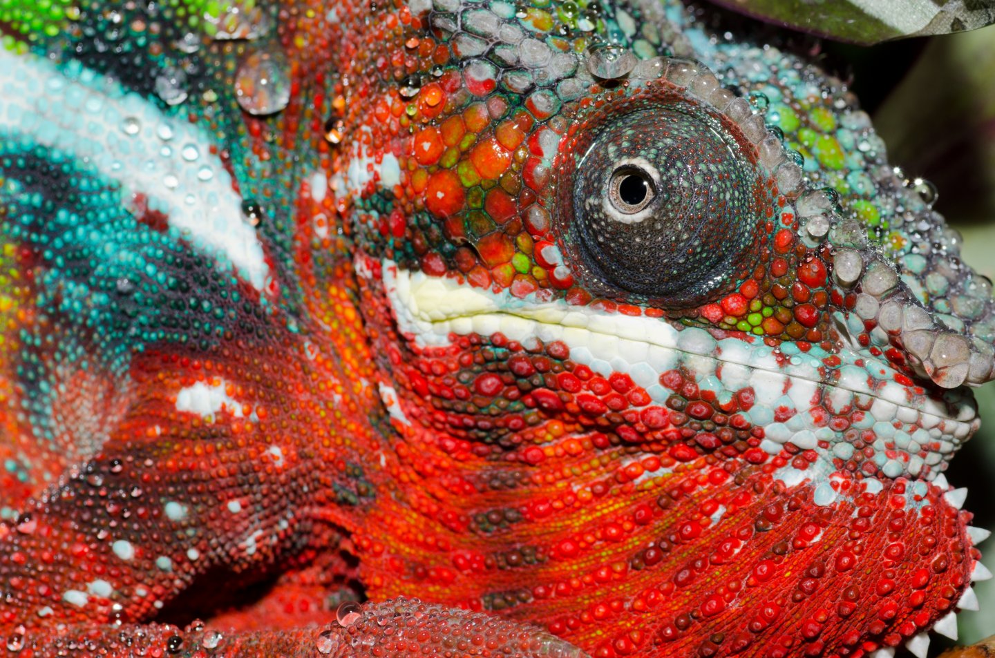 I'm Your Huckleberry