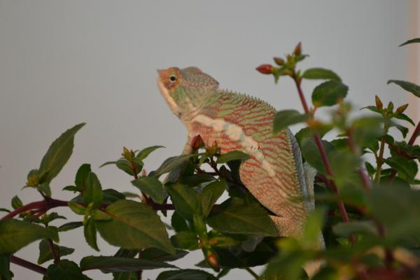 IMG 0042