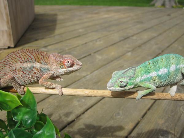 IMG 0319